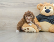 8 week old Poodle Puppy For Sale - Windy City Pups