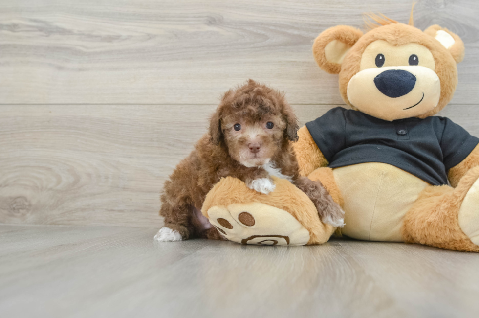 8 week old Poodle Puppy For Sale - Windy City Pups