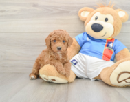 9 week old Poodle Puppy For Sale - Windy City Pups