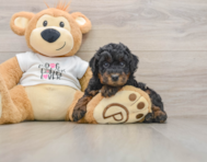 7 week old Poodle Puppy For Sale - Windy City Pups