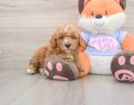 5 week old Poodle Puppy For Sale - Windy City Pups