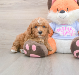 7 week old Poodle Puppy For Sale - Windy City Pups