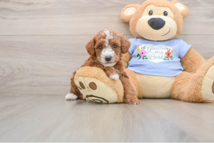 Energetic Pooodle Purebred Puppy