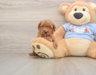 7 week old Poodle Puppy For Sale - Windy City Pups