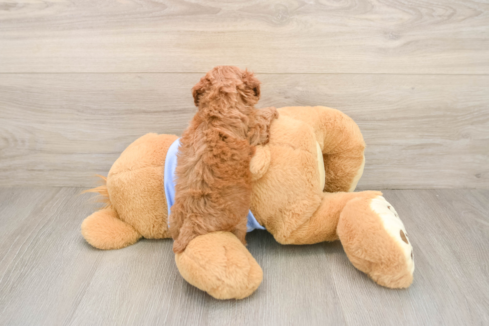 Smart Pooodle Purebred Puppy