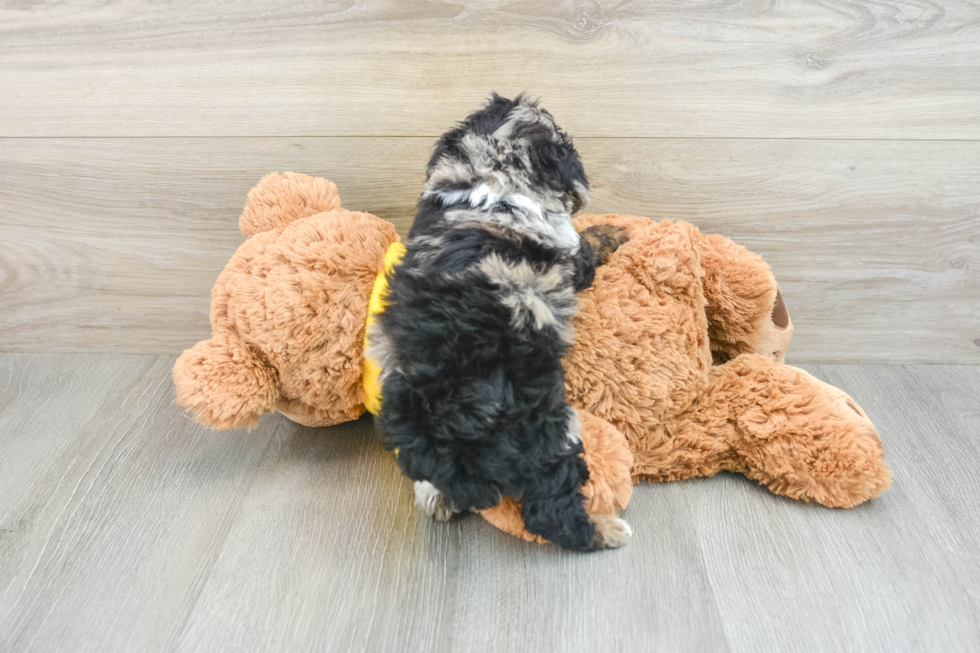 Hypoallergenic Poodle Purebred Pup