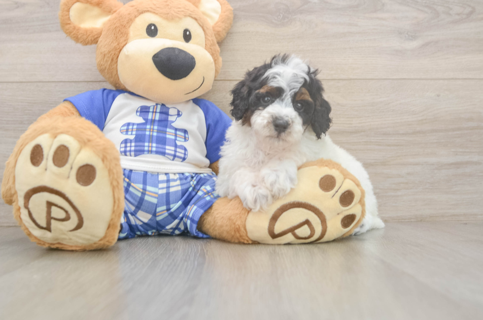 6 week old Poodle Puppy For Sale - Windy City Pups