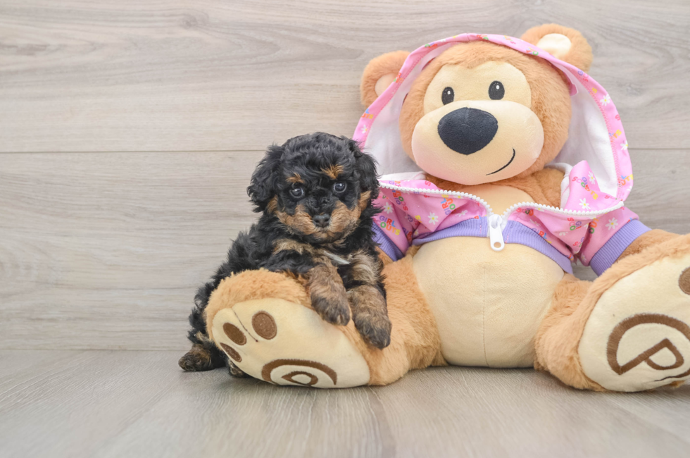 5 week old Poodle Puppy For Sale - Windy City Pups