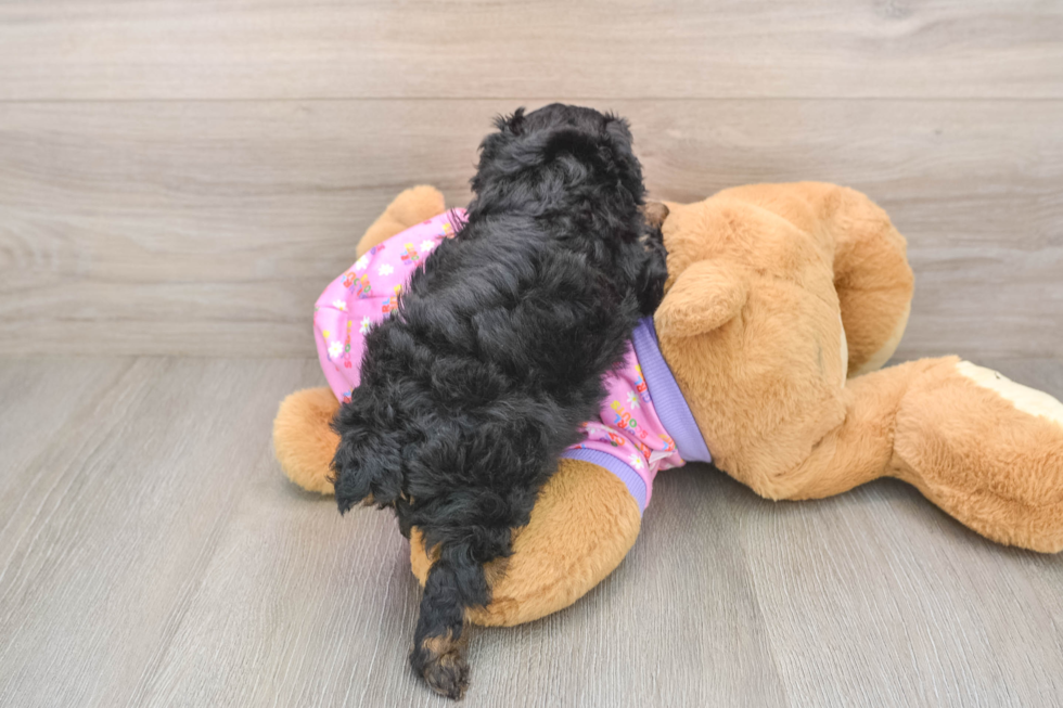 Poodle Pup Being Cute