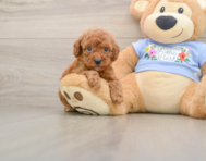 7 week old Poodle Puppy For Sale - Windy City Pups