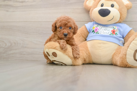 Hypoallergenic Poodle Baby