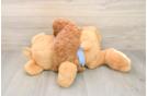 Little Poodle Purebred Pup