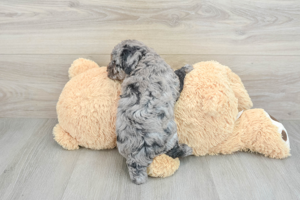 Poodle Pup Being Cute