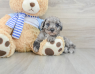 9 week old Poodle Puppy For Sale - Windy City Pups