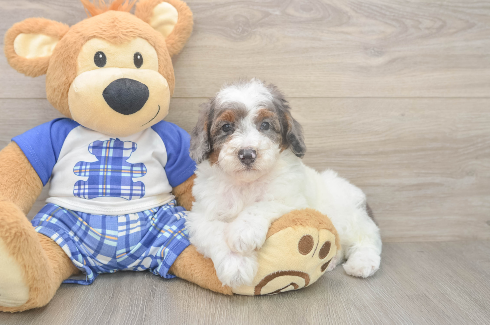 6 week old Poodle Puppy For Sale - Windy City Pups