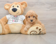 7 week old Poodle Puppy For Sale - Windy City Pups