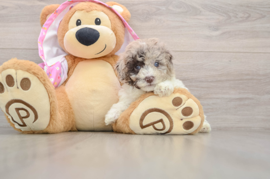 Petite Pudle Purebred Puppy