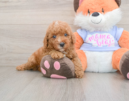 5 week old Poodle Puppy For Sale - Windy City Pups