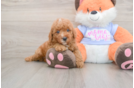 Poodle Pup Being Cute