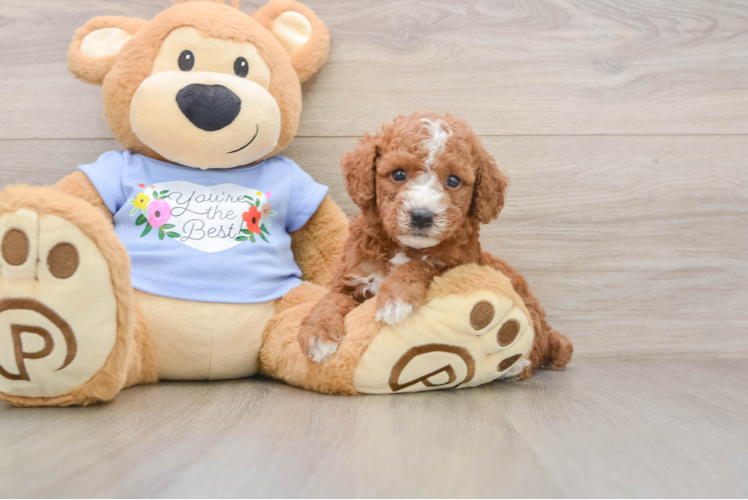 Hypoallergenic Poodle Purebred Pup