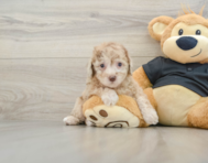 8 week old Poodle Puppy For Sale - Windy City Pups