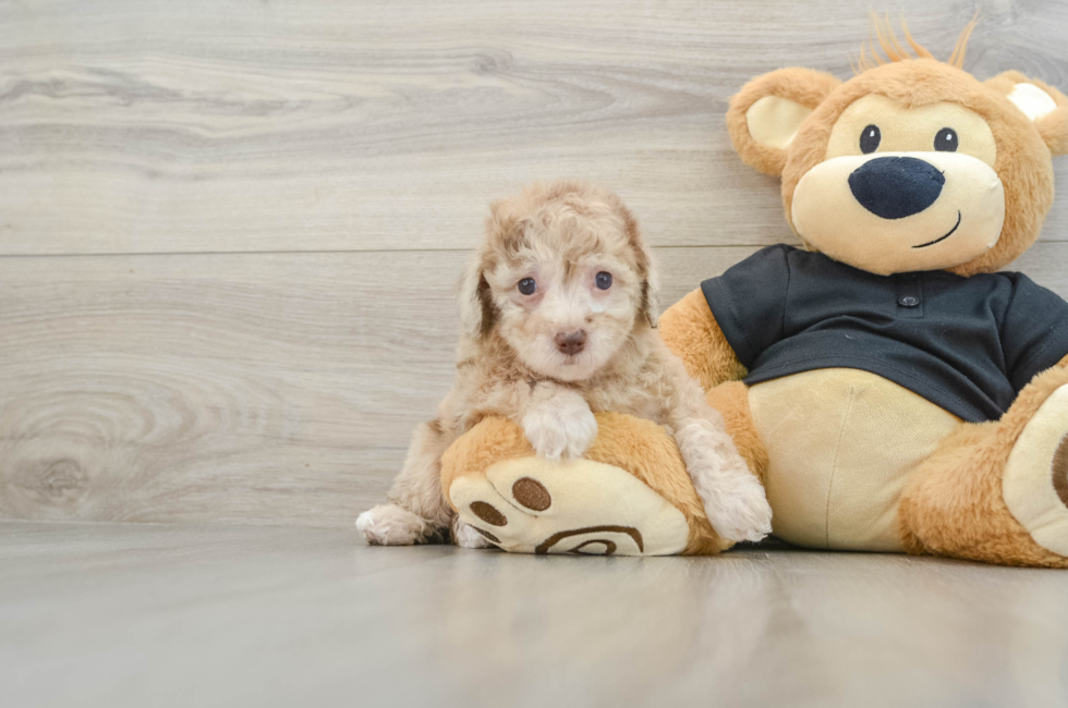 8 week old Poodle Puppy For Sale - Windy City Pups