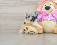 6 week old Poodle Puppy For Sale - Windy City Pups