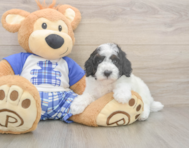 8 week old Poodle Puppy For Sale - Windy City Pups