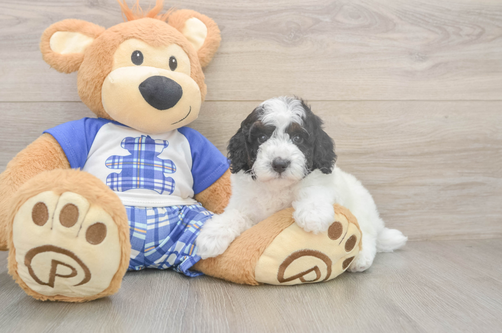 6 week old Poodle Puppy For Sale - Windy City Pups