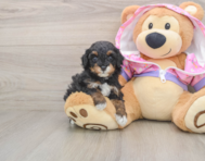 6 week old Poodle Puppy For Sale - Windy City Pups