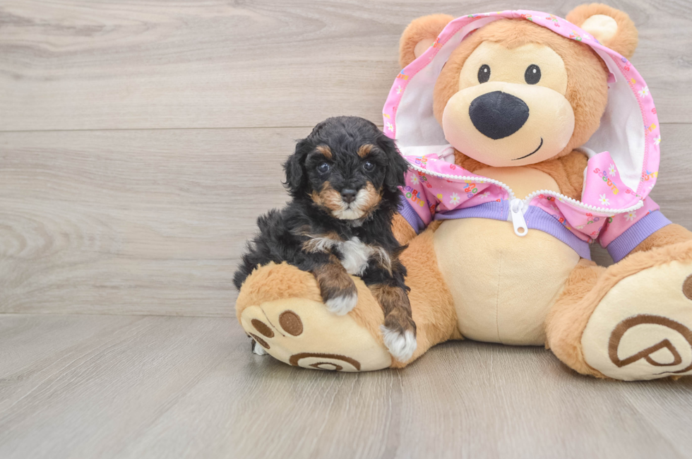 5 week old Poodle Puppy For Sale - Windy City Pups