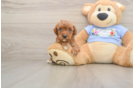 Akc Registered Poodle Purebred Pup