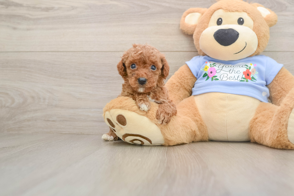 Akc Registered Poodle Purebred Pup
