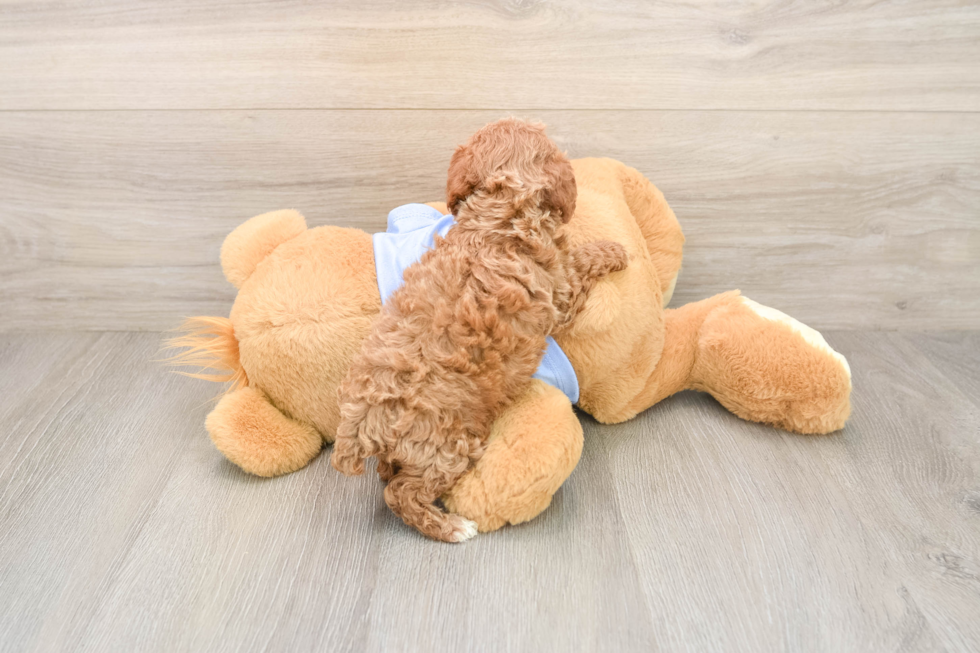 Akc Registered Poodle Purebred Pup