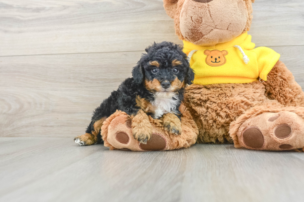 6 week old Poodle Puppy For Sale - Windy City Pups