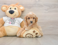 7 week old Poodle Puppy For Sale - Windy City Pups
