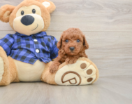 7 week old Poodle Puppy For Sale - Windy City Pups