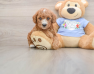 7 week old Poodle Puppy For Sale - Windy City Pups