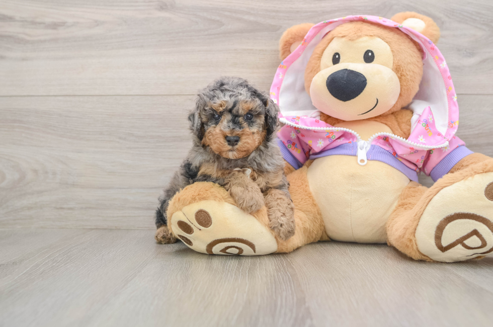 5 week old Poodle Puppy For Sale - Windy City Pups