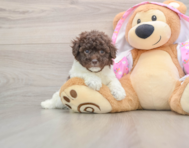 6 week old Poodle Puppy For Sale - Windy City Pups