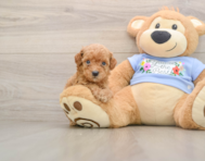 7 week old Poodle Puppy For Sale - Windy City Pups