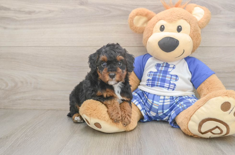 6 week old Poodle Puppy For Sale - Windy City Pups