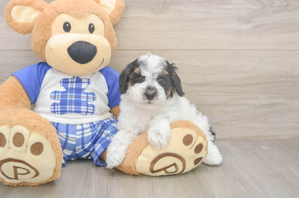 6 week old Poodle Puppy For Sale - Windy City Pups