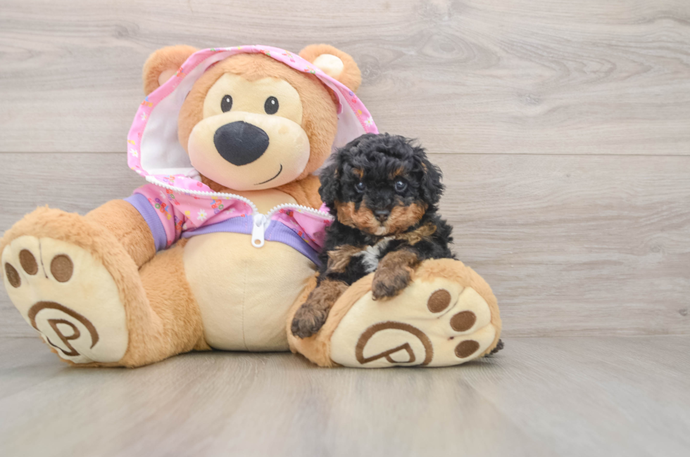 5 week old Poodle Puppy For Sale - Windy City Pups