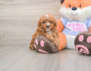 5 week old Poodle Puppy For Sale - Windy City Pups