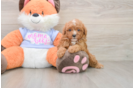 Cute Toy Poodle Purebred Puppy