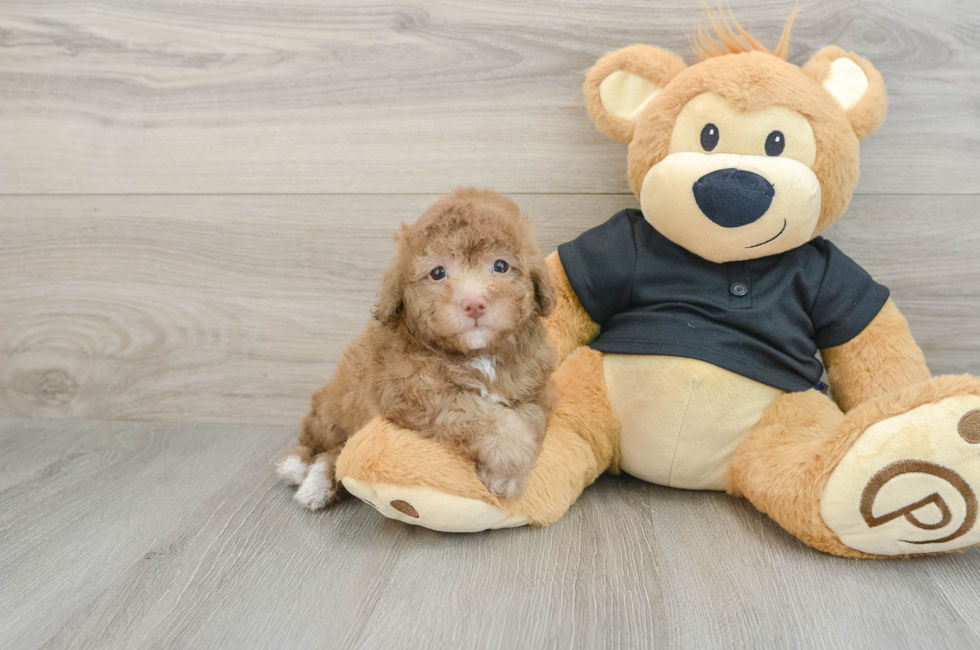 8 week old Poodle Puppy For Sale - Windy City Pups