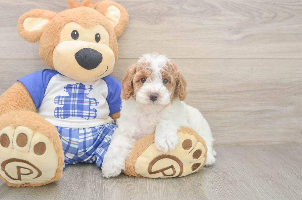 6 week old Poodle Puppy For Sale - Windy City Pups