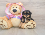 5 week old Poodle Puppy For Sale - Windy City Pups