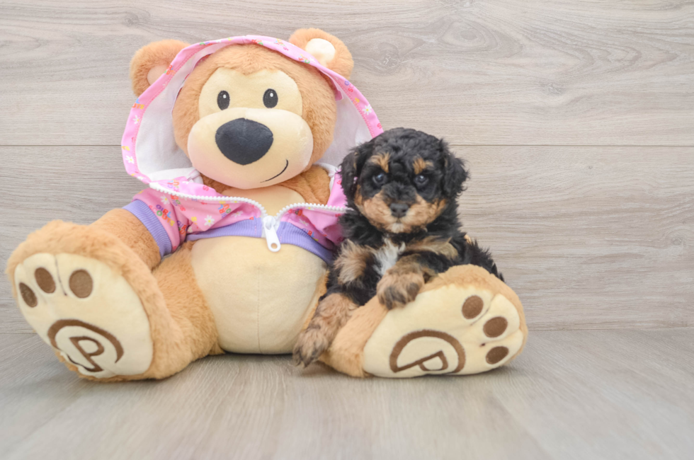 5 week old Poodle Puppy For Sale - Windy City Pups